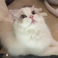 猫毛の帰国後日本の生活にっき🐈 (@fev2enchante) 's Twitter Profile