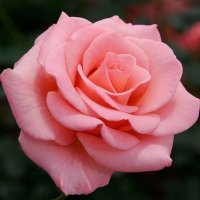 Rose(@lindaflower88) 's Twitter Profile Photo