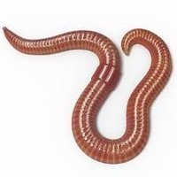 worm(@seveninchcocks) 's Twitter Profile Photo