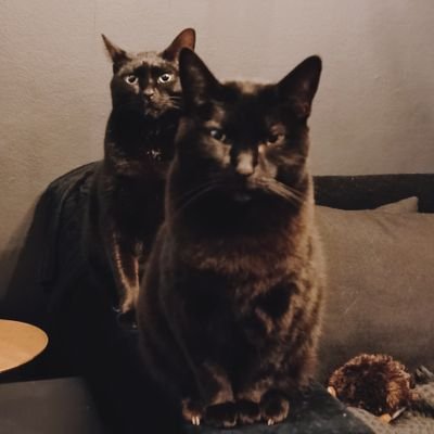LeighlDawson's profile picture. 🐈‍⬛🐈‍⬛🌿🌙