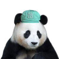 달의 행로 (@erumedent) 's Twitter Profile