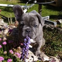 Angelaiski1 (@frenchieotto) 's Twitter Profile