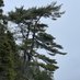 Larch (@larch_art) Twitter profile photo Larch (@larch_art) Twitter profile photo