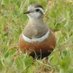 Graham the Birder (@lawlor157) Twitter profile photo Graham the Birder (@lawlor157) Twitter profile photo