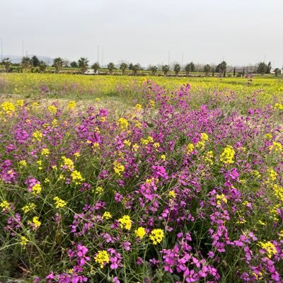 hierba_jua20705's profile picture. 