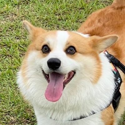 genthecorgi's profile picture. genthecorgi dad site.trademark:his smile 😜 (c)2015 @genthecorgi.All rights reserved 本名 源護朗&源作🌈 コーギーげんちゃん Instagram［mom］Twitter［dad］