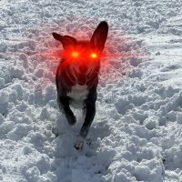 Critter (@critterdude) 's Twitter Profile