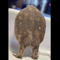 فیلسوفِ عاشق (@behdinnikjo) 's Twitter Profile