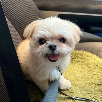 これは私の犬ラッキーです。
#犬好き #猫好き と繋がりたいです。 無言の流れですみません