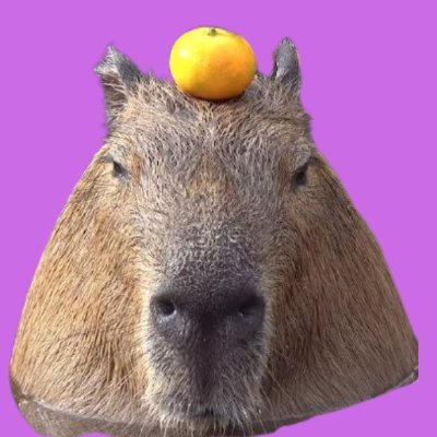 Capybara relaxes with orange