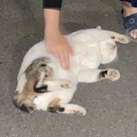 もにえ (@ixokmno) Twitter profile photo