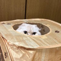 かえで (@kaerute) 's Twitter Profile Photo かえで (@kaerute) 's Twitter Profile Photo