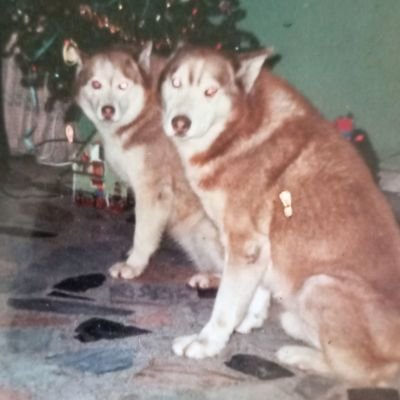 NelsonAlvarado8's profile picture. Cantante-Compositor.

Amo cantar el triste de José José