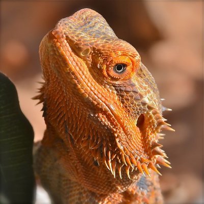 ReptilePiton Profile Picture