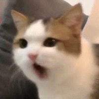 ‎𓈒 יִ໒ ᩧੑ𓏼ཾ. ·̭ .𓏼ིྀ১ ̥♡ (@wenningjin) 's Twitter Profile