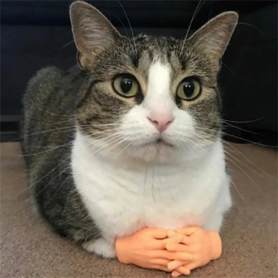 Cat Wif Hands | $HANDS is a $SOL crypto token inspired by the viral meme of a cat with human-like hands.
