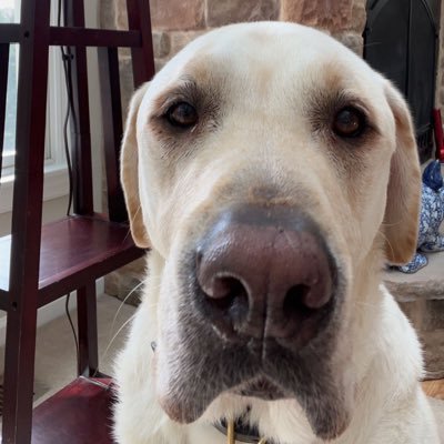 will_oschell's profile picture. Malvern Prep | Duke Baseball