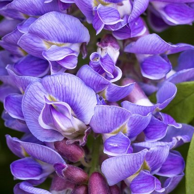 Wisteriabrah's profile picture. 