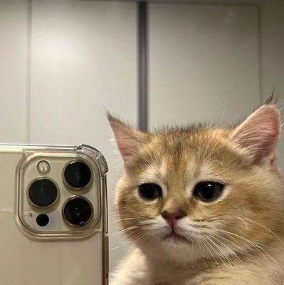 nonaBUGISS's profile picture. 23 | 99% 
 Cat Addict!