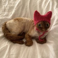 akane 🎌 (@sunniscat) 's Twitter Profile