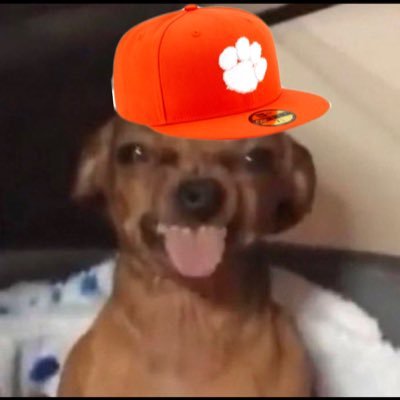 thefilmtiger's profile picture. 