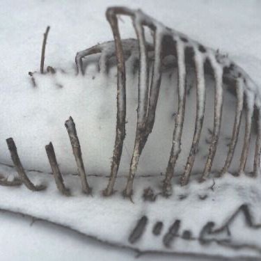 lacrimosa2000's profile picture. 