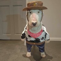 Nido🇨🇦 (@nidor6s) 's Twitter Profile