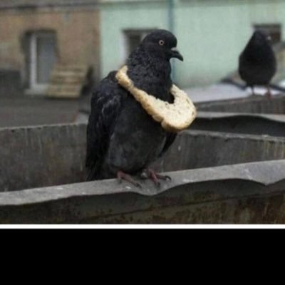 O_Donovan_'s profile picture. 
