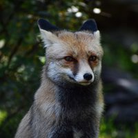 Swet 🦊⌘ (Ø,G) (@swet_zn) 's Twitter Profile Photo Swet 🦊⌘ (Ø,G) (@swet_zn) 's Twitter Profile Photo