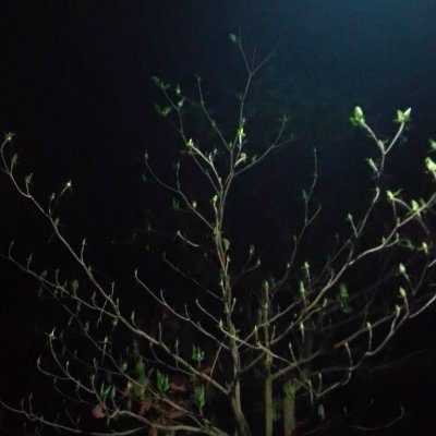 RejvyA's profile picture. I am Rejvy Ahmed. I am 20 Year's old.I am a Student.