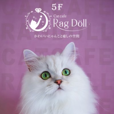 💎猫カフェラグドール（猫Cafe RagDoll）大阪難波【公式】💎
