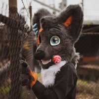 Cruise(@CruiseTheDingo) 's Twitter Profile Photo