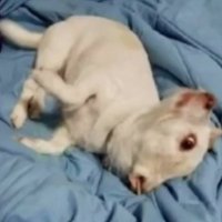 Basic Realitier (@basicrealities) 's Twitter Profile