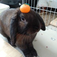 ひかごま＠メダゲー垢 (@hikagomamedal) 's Twitter Profile