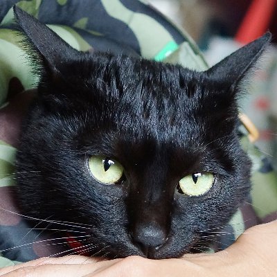 猫欲:旺盛な「管品」。陸上自衛隊第５旅団：私設の応援団( ´∀｀ )
ミノルタαマウント＆ニコンマウントの使い魔。ソニーα99Ⅱ,ＲＸ10Ⅳ,α77Ⅱ,DSC-HX99、ニコンD２xs,Coolpix-P300等，所有の映像撮影家