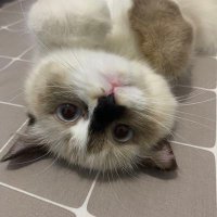 hewoooo (@heewwoo) 's Twitter Profile