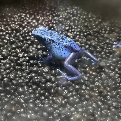 Fullet_'s profile picture. 