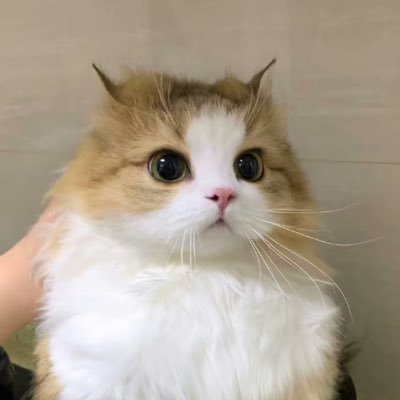 xujy0324's profile picture. ✨日本語勉強中です！東京に行きたいです！✨