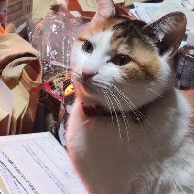 映画を理解出来ない時は、まああります。良い所、観るべき箇所はどこかあるはず。美しい映像や景色、物語、俳優さんがいる映画が好きです。映画は、人に出会うようなもの。やっぱり変な人はいるけど。仏像が好き🎌藤岡ファミリーが好き👍やっぱり猫が好き😺😸