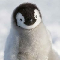 午後のペンギン(@after12_penguin) 's Twitter Profile Photo