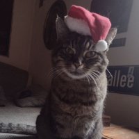 TeslaTheCat(@tesla__the__cat) 's Twitter Profile Photo