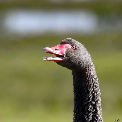 Birder - photographer