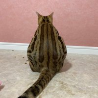 ウリ坊猫 リン (@uribo_catrin) 's Twitter Profile Photo