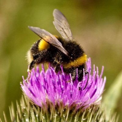 Short and a bit shouty. Likes a good pun, loves a bad pun. Easily amused. Stops to help bees.