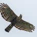 javanese eagle (@kopibaru1) Twitter profile photo