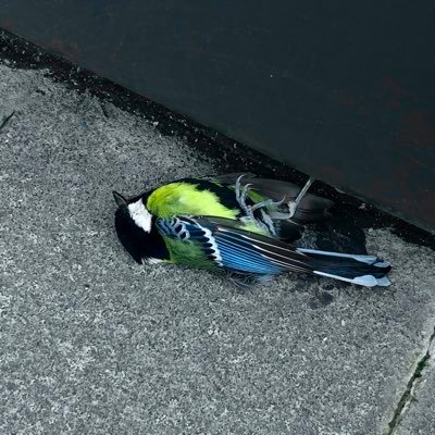 monkeymb1's profile picture. 