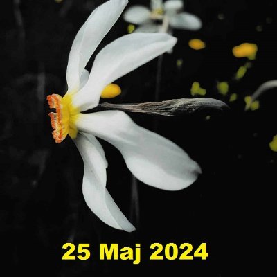 NARCISSUS DAYS–LAZAROPOLE BLOOMS connects the local Lazaropole tradition with the natural surroundings. Mechanism for affirmation of the rural cultural heritage