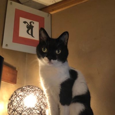 littlejunk28145's profile picture. ラガミハラ