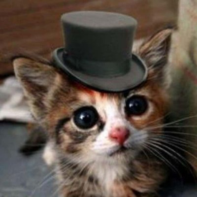 svelte's profile picture. 