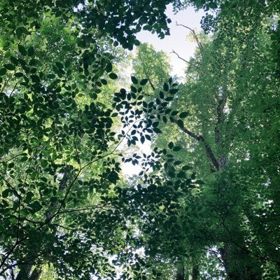 小学校理科の教材研究シリーズ/理科専科として小学3、4、5、6年生を担当 /理科の授業の共有を通して働き方改革に繋がれば/さらに詳しく知りたい人は、下のリンクから 『ブログ』 へどうぞ↓📕